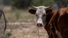 Texas logs its worst screwworm week as US cases reach 25 