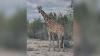 Gracie the giraffe found after going missing from Texas ranch