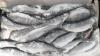 Russia Halts All Fish Imports from Armenia