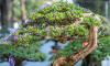 Japan Consulate hosts Bonsai Workshop in Davao