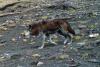 How snow leopards, wolves and leopards share the same Himalayan valley, study
