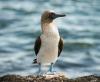 Costa Rica Confirms Bird-Flu Case in Wild Marine Bird at Manuel Antonio