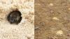 Rare bee species shows up in South Carolina