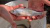 Colorado turns to 'Trojan' trout to wipe out invasive fish with all-male broods