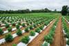 Trump funding request includes call for hemp fix