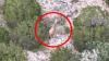 Beloved giraffe Gracie found ‘fat and happy’ miles away from Texas ranch after daring escape that left owners panicked