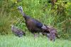 DNR calls on Hoosiers to assist with summer wild turkey brood count