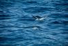 Portugal island promoting ocean literacy