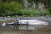 Cruise ships urged to slow down after dead pregnant whale was found on bow of Royal Caribbean vessel