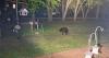Bear sightings uptick around southern Minnesota