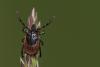 Lyme disease is on the rise in Vermont. Here’s how to protect yourself and still enjoy the outdoors