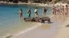 Going on holiday to this beach? Wild boars may steal your lunch