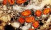 Public Health Alerts: Public health response to clade Ib mpox with multiple exposures in congregate living settings—New Hampshire, February 2025