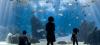 Oceanário de Lisboa launches summer flash sale
