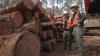 Texas A&M Forest Service works alongside the U.S. Forest Service through the Good Neighbor Authority