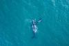 Royal Caribbean Whale Death Is Part of a Much Bigger Crisis
