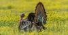 State's annual wild turkey observation under way now