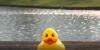 Myrtle Beach Duck Festival postponed