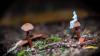 'It sounds so impossible': Student studying fungus that makes users hallucinate tiny people may be on the verge of a scientific breakthrough
