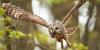 Rhode Island Finally Decides to Stop Dosing Mother Nature With Rodenticides