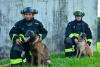 Four Colombian Dogs Are Part of the Rescue Teams Sent to Venezuela