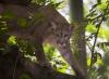 Over a Dozen Reports of Cougars Seen in Michigan
