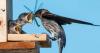 Purple martin has a taste for apartment living