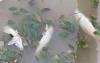 Authorities launch probe into cause of dead fishes