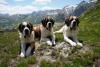 A ‘living museum’ in the Swiss Alps marks the world’s only space dedicated to St. Bernard dogs