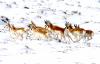 At 6,000-year-old crossing, Gov. Gordon OKs Wyoming’s first-ever designated pronghorn migration route
