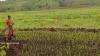 Mpanda : Imbonerakure water hoarding accusations plunge rice farmers into disarray