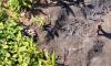 Environment Ministry Looking Into Taking Illegal Coal Mining