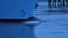 Alaska Group Demands Royal Caribbean Slow Cruise Ships After Whale Death