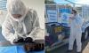 Authorities confirm fears of another suspected case of bird flu in Australia