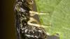 New invasive species in Michigan damages elm tree leaves in weird patterns