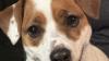 Delaware Dog Contest Voting Begins      