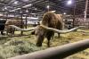 Agribition promises event ‘on par or better’ despite changes to REAL District
