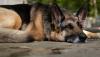 German Shepherd survives terrifying 60 metre fall from Ronda’s famous Gorge