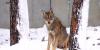 Wisconsin wolf conflicts trending down as DNR reports less damage payments