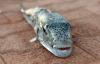 Cyprus removes more than 100 tonnes of toxic pufferfish as Greece considers fisher incentives
