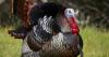 My life as a turkey