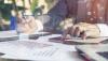 Strategic integration of islamic finance within Azerbaijan's secular framework