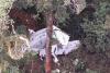 Small plane crashes in Indonesia's Papua; search on for crew