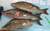 Key Palau reef fish found vulnerable during spawning
