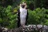 Philippine eagle faces higher risk of extinction, study finds