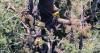 Doerner Fir tree in Southern Oregon survives fire but loses its record height