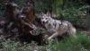 Wolf trapping on the rise in New Mexico