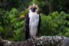 Philippine eagle’s low genetic diversity raises extinction risk