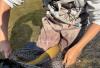 Colorado approves fish ‘salvage’ at 3 reservoirs facing imminent drainage