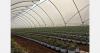 AgroBerries expands into Laos with 150-hectare blueberry project